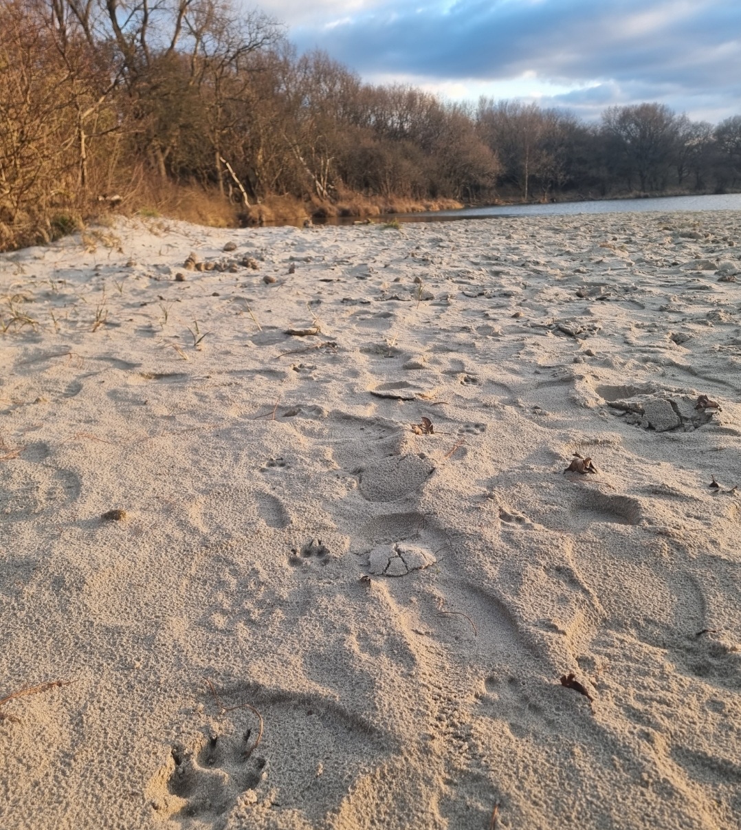 foto van dierspoor op zand